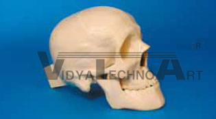 Skull, with holder, mandible